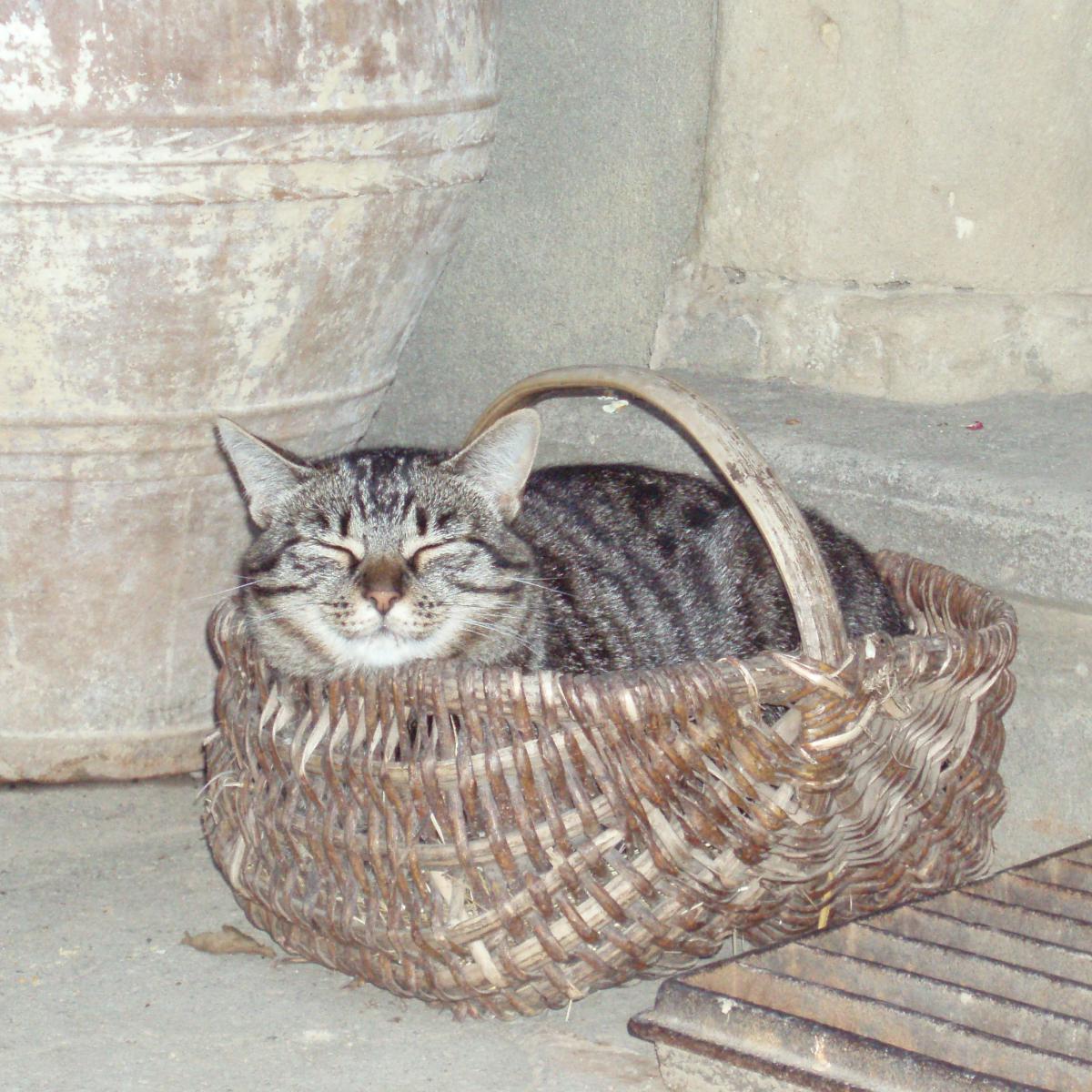 Chambres et table d'hotes 38 Bellegarde Poussieu, 30 mn sud Vienne, 65 km sud Lyon, A7 sortie Chanas, face au Vercors, La mare du vieux chene