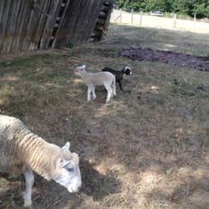 Chambres et table d'hotes 38 Bellegarde Poussieu, 30 mn sud Vienne, 65 km sud Lyon, A7 sortie Chanas, face au Vercors, La mare du vieux chene
