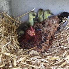 Chambres et table d'hotes 38 Bellegarde Poussieu, 30 mn sud Vienne, 65 km sud Lyon, A7 sortie Chanas, face au Vercors, La mare du vieux chene