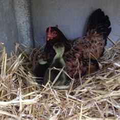 Chambres et table d'hotes 38 Bellegarde Poussieu, 30 mn sud Vienne, 65 km sud Lyon, A7 sortie Chanas, face au Vercors, La mare du vieux chene