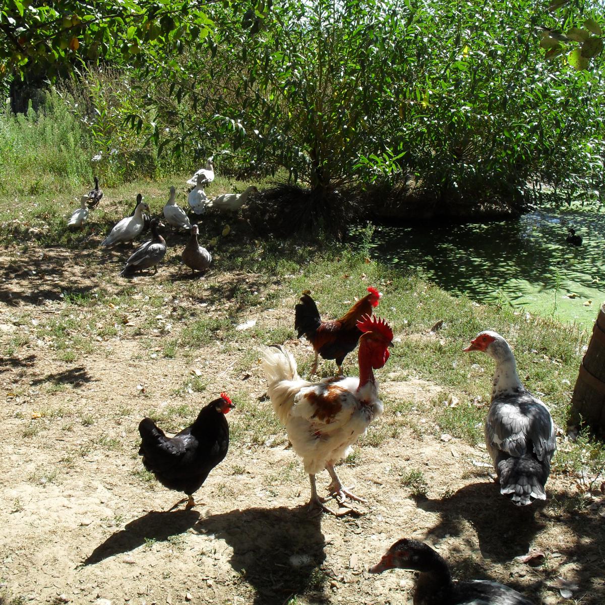 Chambres et table d'hotes 38 Bellegarde Poussieu, 30 mn sud Vienne, 65 km sud Lyon, A7 sortie Chanas, face au Vercors, La mare du vieux chene