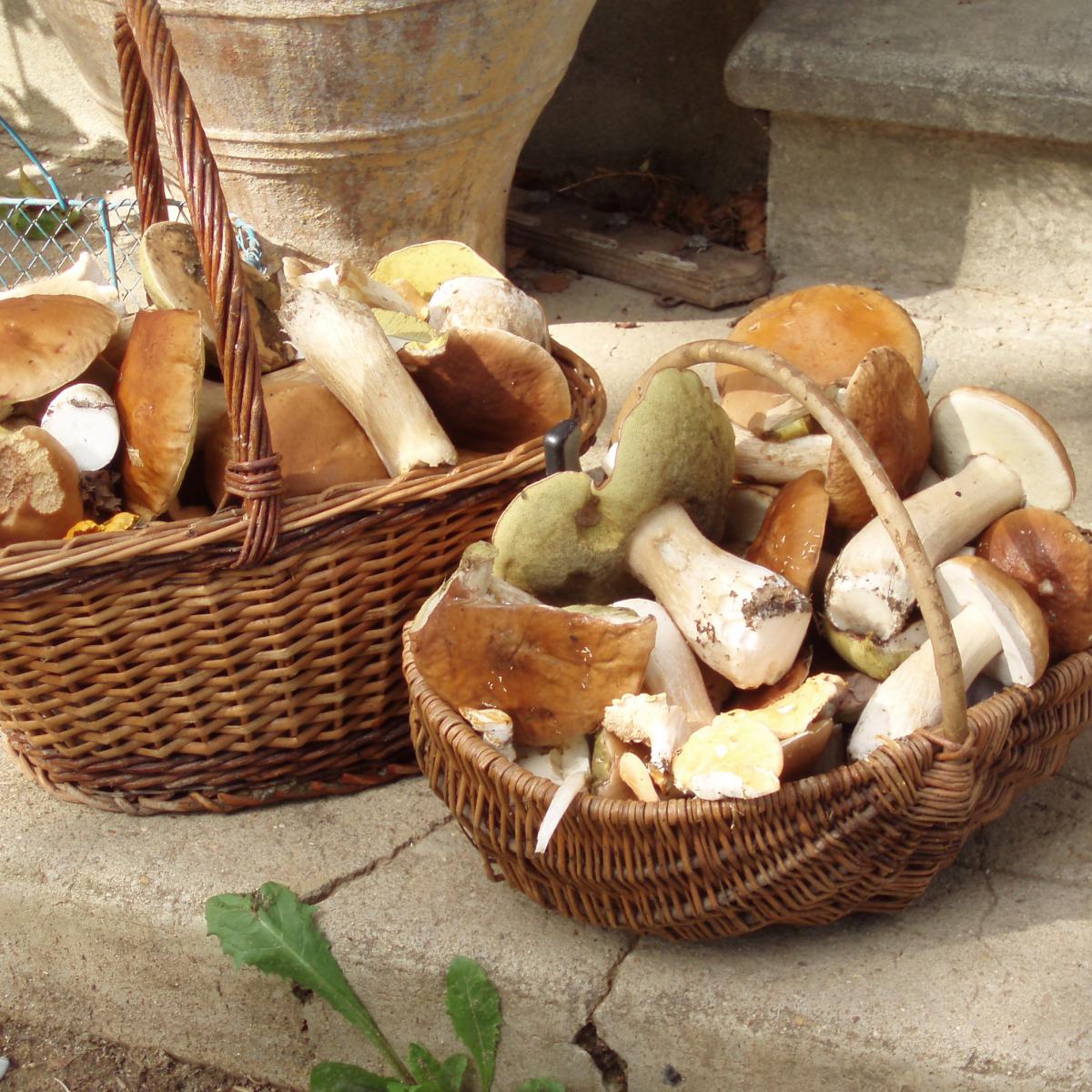 Chambres et table d'hotes 38 Bellegarde Poussieu, 30 mn sud Vienne, 65 km sud Lyon, A7 sortie Chanas, face au Vercors, La mare du vieux chene