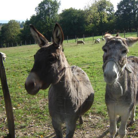 Chambres et table d'hotes 38 Bellegarde Poussieu, 30 mn sud Vienne, 65 km sud Lyon, A7 sortie Chanas, face au Vercors, La mare du vieux chene