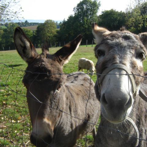 Chambres et table d'hotes 38 Bellegarde Poussieu, 30 mn sud Vienne, 65 km sud Lyon, A7 sortie Chanas, face au Vercors, La mare du vieux chene