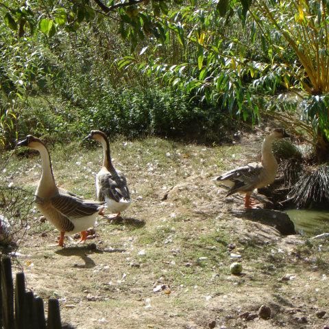 Chambres et table d'hotes 38 Bellegarde Poussieu, 30 mn sud Vienne, 65 km sud Lyon, A7 sortie Chanas, face au Vercors, La mare du vieux chene