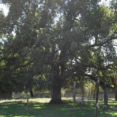 Chambres et table d'hotes 38 Bellegarde Poussieu, 30 mn sud Vienne, 65 km sud Lyon, A7 sortie Chanas, face au Vercors, La mare du vieux chene