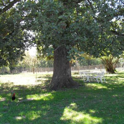 Chambres et table d'hotes 38 Bellegarde Poussieu, 30 mn sud Vienne, 65 km sud Lyon, A7 sortie Chanas, face au Vercors, La mare du vieux chene